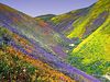 Looks Photoshopped to me, too, but the flowers are still unbelievable